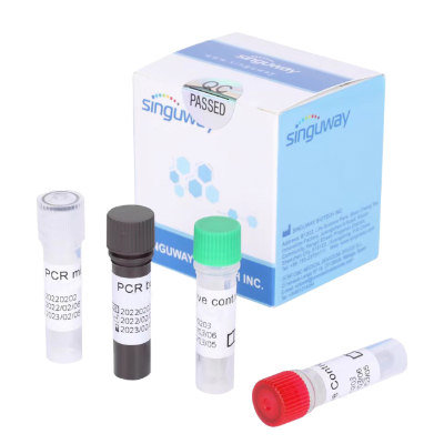 Hepatitis B Virus (HBV) DNA PCR Test | Quantitative Diagnostic Kit For ...